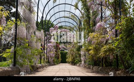 Der Trellis Walk mit mehreren Arten von Glyzinien, die in den historischen Gärten des Trentham Estate, Stoke-on-Trent, Staffordshire, Großbritannien, wachsen. Stockfoto