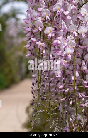 Der Trellis Walk mit mehreren Arten von Glyzinien, die in den historischen Gärten des Trentham Estate, Stoke-on-Trent, Staffordshire, Großbritannien, wachsen. Stockfoto