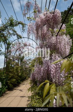 Der Trellis Walk mit mehreren Arten von Glyzinien, die in den historischen Gärten des Trentham Estate, Stoke-on-Trent, Staffordshire, Großbritannien, wachsen. Stockfoto