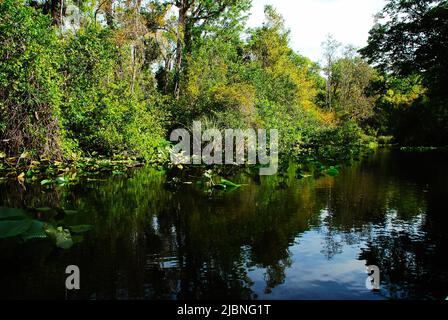 Rock Springs Run River in Central Florida im Kelly Park Stockfoto