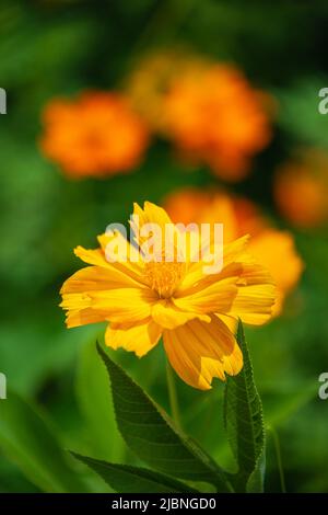 Schöne gelbe Cosmos (Cosmos sulfureus) Blume blüht im Sommergarten. Stockfoto