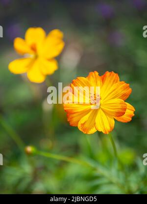 Schöne gelbe Cosmos (Cosmos sulfureus) blüht im Sommergarten. Stockfoto