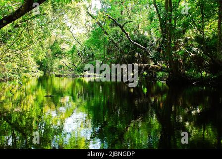 Kanufahren am Rock Springs River im Natur Kelly Park Central Florida Stockfoto