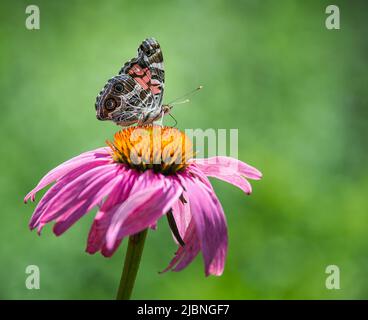 American Lady Butterfly (Vanessa virginiensis) füttert sich mit purpurner Blütenblume. Natürlicher grüner Hintergrund mit Kopierbereich. Stockfoto