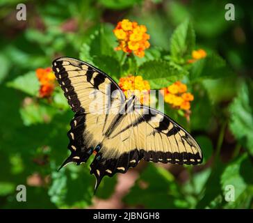 Östlicher Tiger-Schwalbenschwanzschmetterling (Papilio glaucus), der sich von Lantana-Blüten ernährt, schöne gelbe Flügel weit geöffnet. Stockfoto