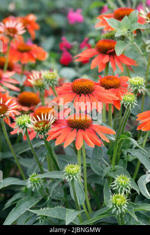 Echinacea Sombrero Adobe Orange Blumen. Stockfoto