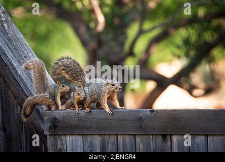 Mutter Ostfuchshörnchen (Sciurus niger) und ihre zwei kleinen Jungen über einem Holzzaun im Hinterhof. Speicherplatz kopieren. Stockfoto