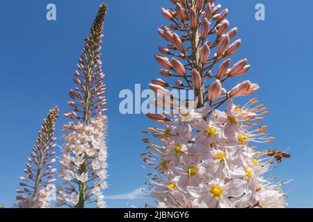 Blütenspitzen, Eremurus robustus, Fuchsenschwanz-Lilie, Fuchsenschwanz-Lilie, Wüstenkerze, Weiße Blüten, Bienen fliegen Stockfoto