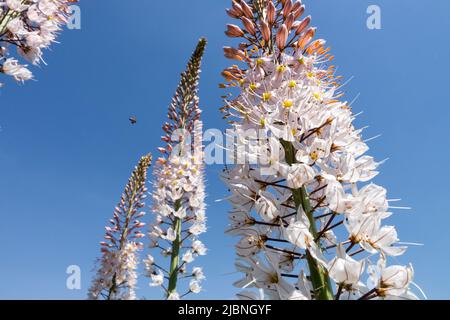 Fuchsschwanzlilie, Wüstenkerze, Eremurus robustus, Blüten, Blüten, Blume, Stacheln, Pflanze Stockfoto