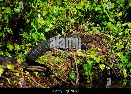 American Alligator Entspannen Sie sich am Flussufer des Rock Springs Run im Kelly Park Stockfoto