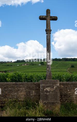 Berühmte clos Pinnot noir Weinberge mit Steinmauern in der Nähe von Nuits-Saint-Georges in der Weinregion Burgund, Frankreich Stockfoto