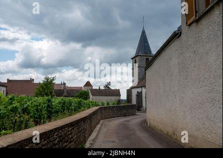 Berühmte clos Pinnot noir Weinberge mit Steinmauern in der Nähe von Nuits-Saint-Georges in der Weinregion Burgund, Frankreich Stockfoto