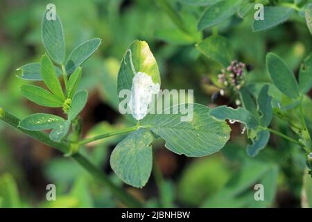 Die Bergarbeiterfliege (Domomyza frontella), die sich auf einem Blatt Burgerklee gräbt. Stockfoto