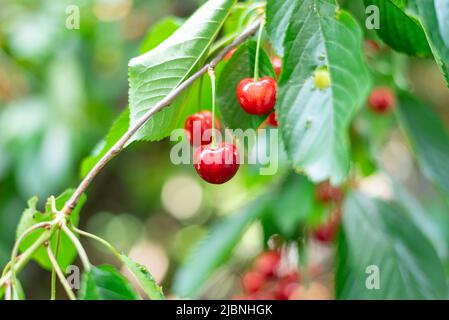 Zweig von reifen köstlichen und süßen Kirschen auf einem Baum im Garten Stockfoto