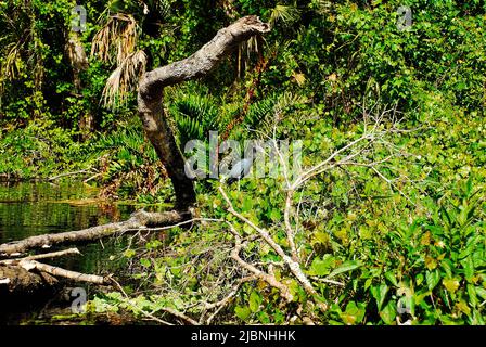 Kleiner Blaureiher in den Sümpfen von Central Florida am Rock Springs Run Stockfoto