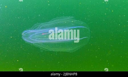 Ctenophores, Kamm Eindringling zum Schwarzen Meer, Qualle Mnemiopsis leidy. Schwarzes Meer Stockfoto