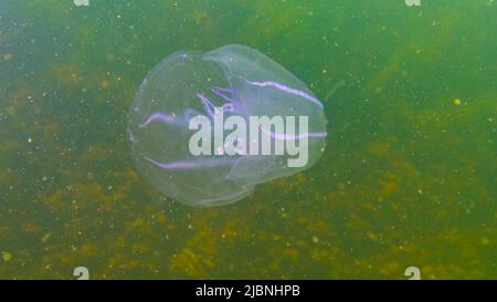 Ctenophores, Kamm Eindringling zum Schwarzen Meer, Qualle Mnemiopsis leidy. Schwarzes Meer Stockfoto