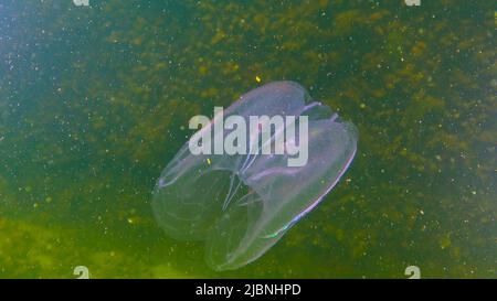 Ctenophores, Kamm Eindringling zum Schwarzen Meer, Qualle Mnemiopsis leidy. Schwarzes Meer Stockfoto