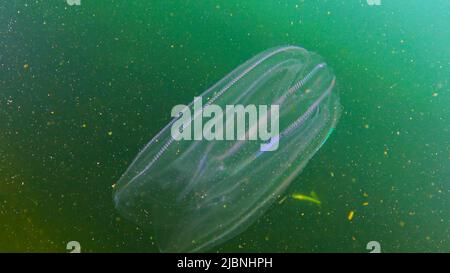 Ctenophores, Kamm Eindringling zum Schwarzen Meer, Qualle Mnemiopsis leidy. Schwarzes Meer Stockfoto