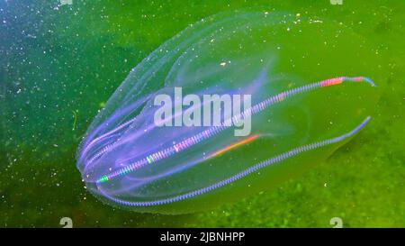 Ctenophores, Kamm Eindringling zum Schwarzen Meer, Qualle Mnemiopsis leidy. Schwarzes Meer Stockfoto