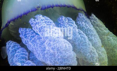 Nahaufnahme der Tentakeln. Schwimmend in der Dicke (Rhizostoma pulmo), allgemein bekannt als die Barrel Qualle, Rüschenmund Qualle). Schwarzes Meer Stockfoto