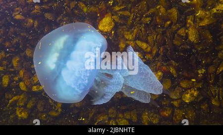 Hässliche Quallen. Nahaufnahme der Tentakeln. Schwimmend in der Dicke (Rhizostoma pulmo), allgemein bekannt als die Barrel-Qualle, Rüschenmund-Qualle Stockfoto