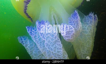 Nahaufnahme der Tentakeln. Schwimmend in der Dicke (Rhizostoma pulmo), allgemein bekannt als die Barrel Qualle, Rüschenmund Qualle). Schwarzes Meer Stockfoto