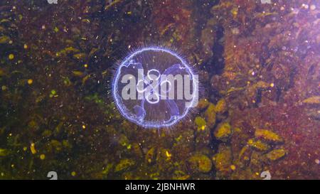 Schwarzmeerfauna. Aurelia aurita (Mondgelee, Mondqualle, gewöhnliche Qualle oder Untertasse-Gelee) Stockfoto