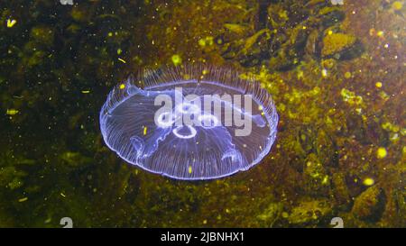 Schwarzmeerfauna. Aurelia aurita (Mondgelee, Mondqualle, gewöhnliche Qualle oder Untertasse-Gelee) Stockfoto