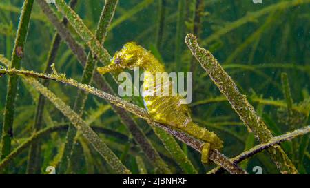 Kurzschnäufige Seepferde (Hippocampus Hippocampus) in den Dickichten des Seegras Zostera. Schwarzes Meer. Odessa Bay. Stockfoto