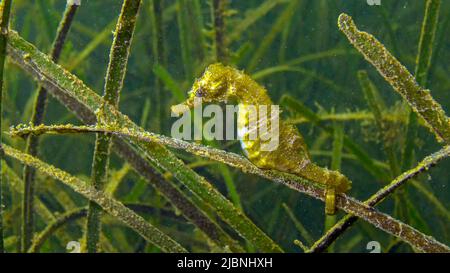 Kurzschnäufige Seepferde (Hippocampus Hippocampus) in den Dickichten des Seegras Zostera. Schwarzes Meer. Odessa Bay. Stockfoto