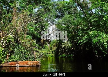 Kanufahren im Rock Springs Run River im Kelly Park in Zentral-Florida Stockfoto