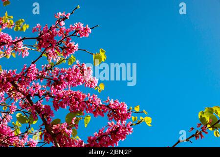 Rosa Blüten des Judas-Baumes oder cercis siliquastrum oder erguvan. Foto im Hintergrund des Frühlings. Selektiver Fokus auf den Baum. Stockfoto