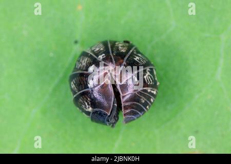 Nahaufnahme einer Woudlouse-Art, Porcellio spinicornis. Stockfoto