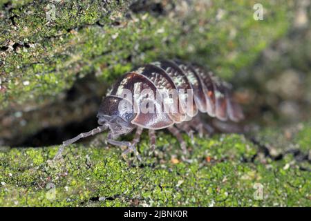 Nahaufnahme einer Woudlouse-Art, Porcellio spinicornis. Stockfoto