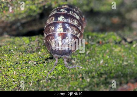 Nahaufnahme einer Woudlouse-Art, Porcellio spinicornis. Stockfoto