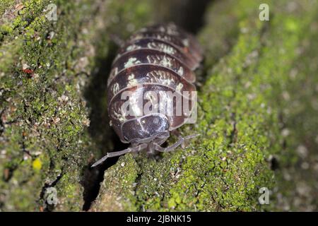 Nahaufnahme einer Woudlouse-Art, Porcellio spinicornis. Stockfoto