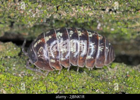 Nahaufnahme einer Woudlouse-Art, Porcellio spinicornis. Stockfoto