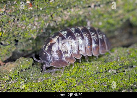 Nahaufnahme einer Woudlouse-Art, Porcellio spinicornis. Stockfoto