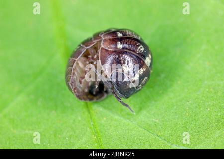 Nahaufnahme einer Woudlouse-Art, Porcellio spinicornis. Stockfoto