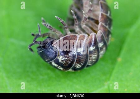 Nahaufnahme einer Woudlouse-Art, Porcellio spinicornis. Stockfoto