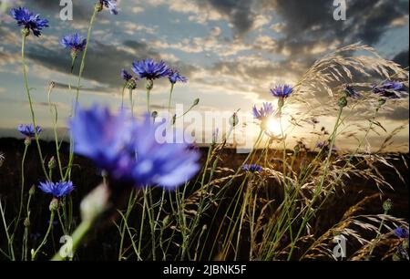 Noitzsch, Deutschland. 07.. Juni 2022. Blühende Kornblumen und echte Wiesenotter wachsen am Rande eines Feldes in Nordsachsen, wenn die Sonne im Hintergrund untergeht. In den nächsten Tagen erwarten Meteorologen ein freundliches Frühsommerwetter mit einer Mischung aus Sonne und Wolken für Mitteldeutschland. Kredit: Sebastian Willnow/dpa/Alamy Live Nachrichten Stockfoto