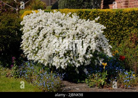 Bush of Exochorda x macrantha 'The Bride' in Blüte in einem Vorstadtgarten, England mit Privet Hecke dahinter Stockfoto