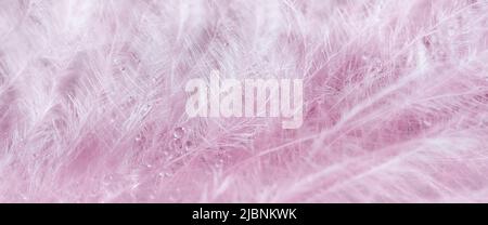 Transparente Wassertropfen auf rosa Feder auf türkisfarbenem Hintergrund, verträumt elegantes Bild von Fragilität und Schönheit der Natur. Heller, luftiger, natürlicher Schreibtisch Stockfoto