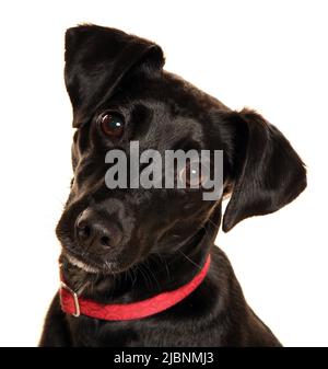 Porträt des Patterdale-Terrier-Hundes auf weißem Hintergrund Stockfoto