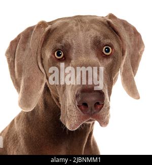 Weimaraner-Hundeporträt isoliert auf weißem Hintergrund Stockfoto