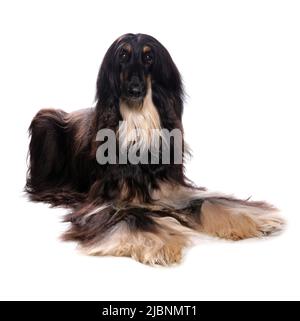 Afghan Hound Dog Single Adult Male Laying Studio Stockfoto