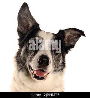 Border Collie Dog Porträt isoliert auf weißem Hintergrund Stockfoto