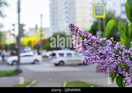 Lila Flieder blüht in der Stadt. Zweig mit blühendem Flieder. Zarte und duftende Fliederblüten. Stockfoto
