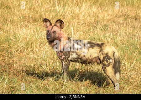 Afrikanische Wildhunde (Lycaon pictus) im Okavango-Delta, Botswana, kurz nach dem Töten einer Roten Lechwe (Kobus leche) Stockfoto